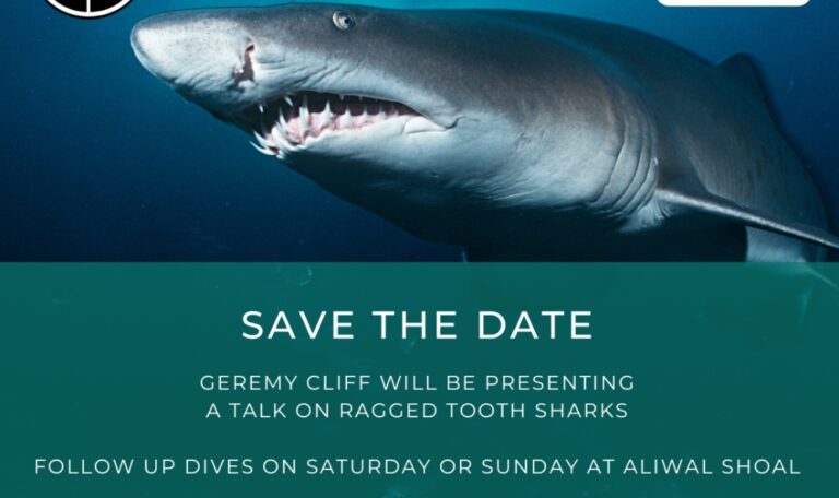 Right Ragged Shark Guest Talk - Ragged tooth sharks by Geremy Cliff - Durban Undersea Club